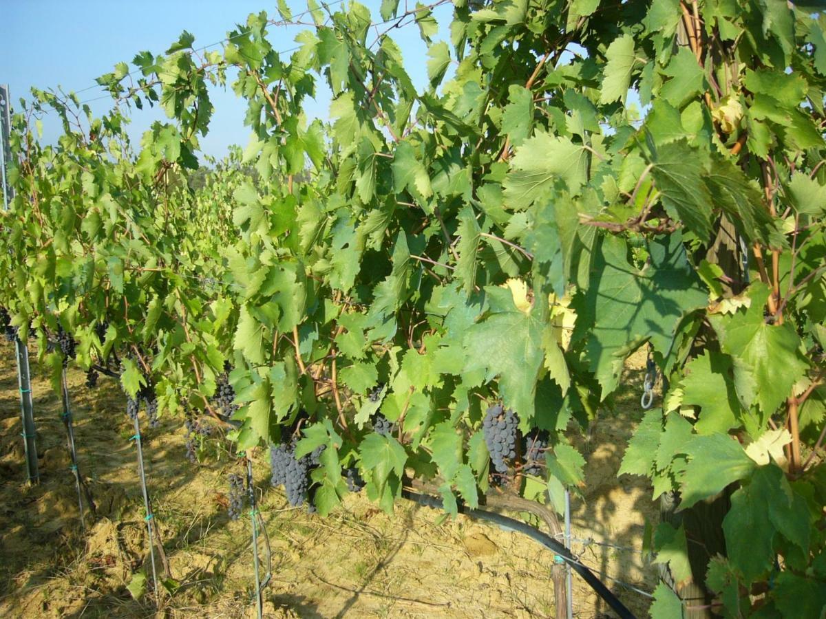 Agriturismo Campo Del Monte Campogialli Экстерьер фото